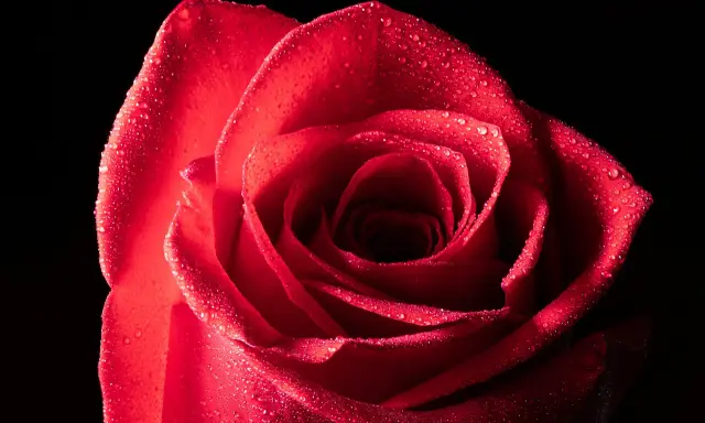 Una rosa rossa bagnata, catturata in una fotografia macro in casa, con gocce scintillanti sui petali vellutati.