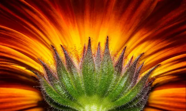Dettaglio di macrofotografia fiori: petali arancio e giallo vibranti si aprono da un calice verde peloso, un'esplosione di colore.