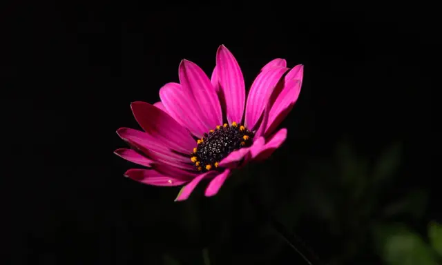 Un fiore rosa acceso con petali vellutati e un centro scuro con puntini gialli, su un foto nera sfondo.