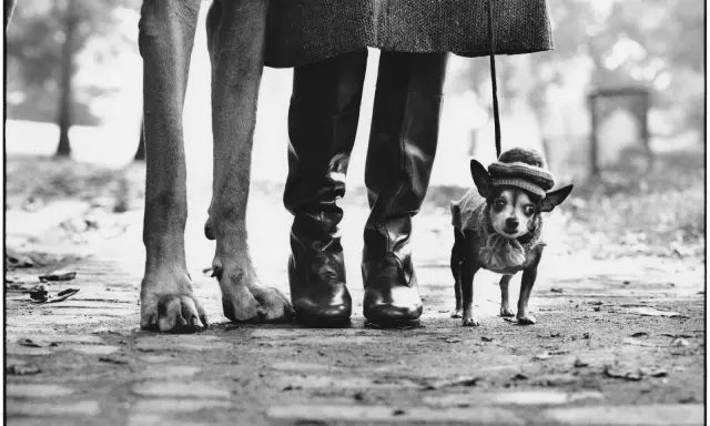 Un cane di grossa taglia e un chihuahua con cappellino passeggiano con il loro umano, un'iconica scena di Elliott Erwitt.