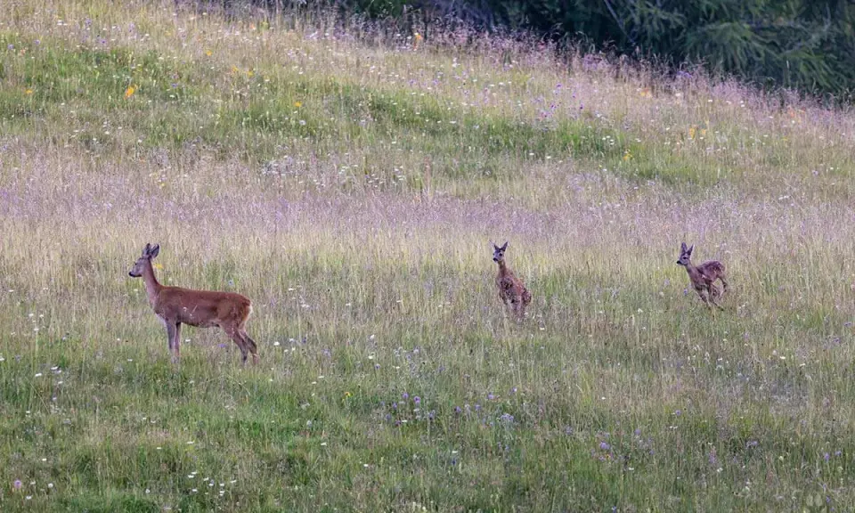 Un capriolo adulto e due cerbiatti in un prato fiorito. Una bellissima fotografia naturalistica che cattura un momento di quiete nella natura.