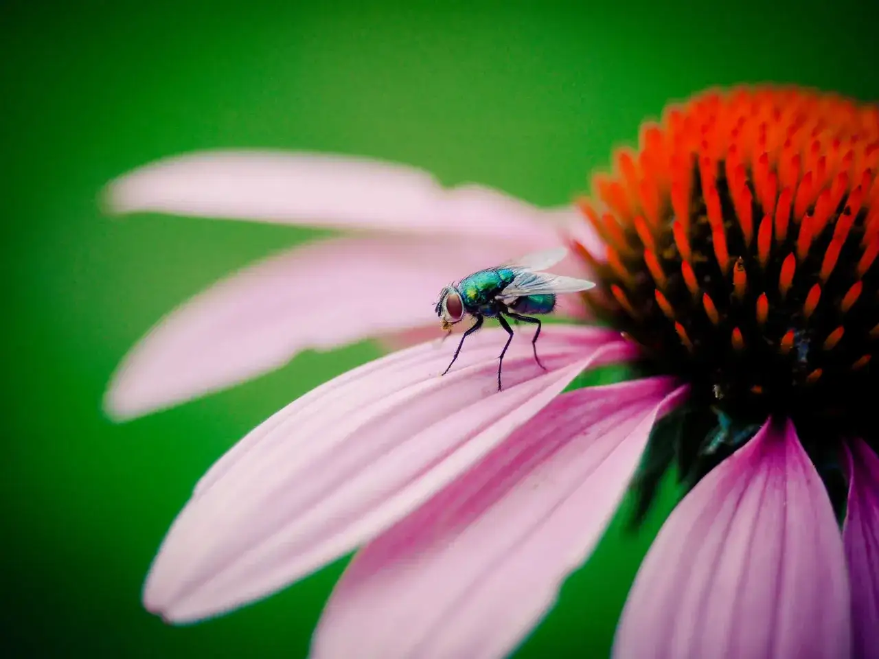 Una mosca verde metallizzata su un petalo rosa di echinacea. La foto macro rivela dettagli incredibili, mostrando cosa vuol dire macro.