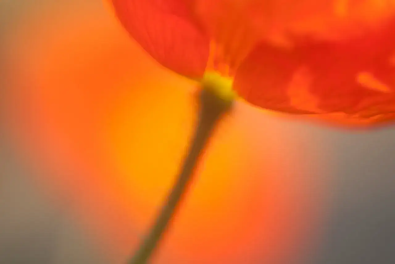 Dettaglio di un fiore rosso arancio, con stelo verde, in una fotografia macro in casa. La luce crea sfumature calde e vibranti.