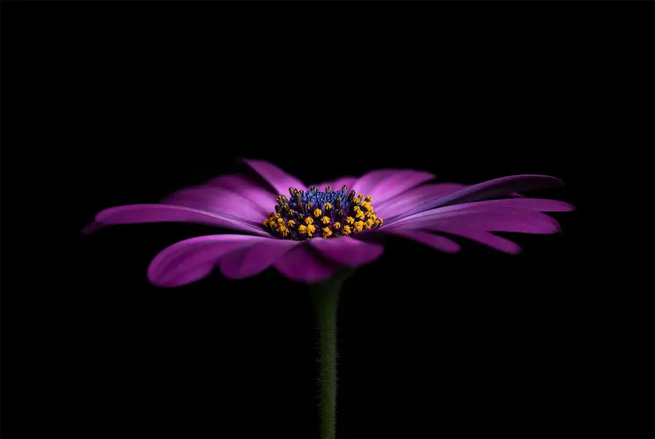 Fiore viola con centro giallo e blu, illuminato su sfondo nero. La tecnica del focus stacking rende nitidi ogni petalo e pistillo.