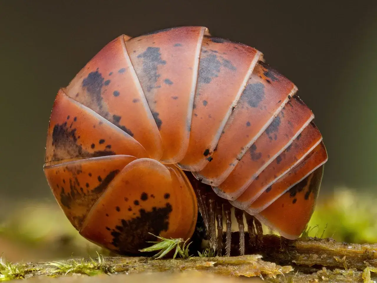Macro fotografia di un millepiedi arrotolato, con segmenti arancioni e macchie nere, su un ramo coperto di muschio.