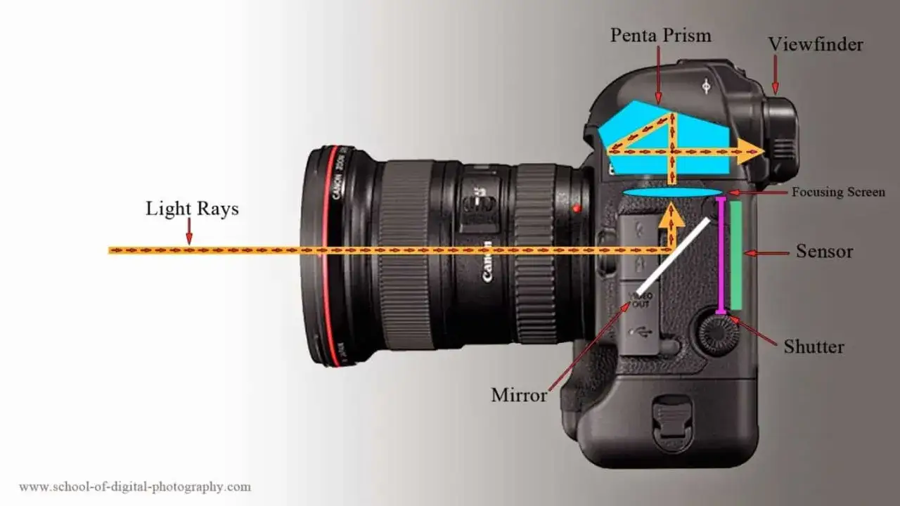 Schema interno di una macchina fotografica reflex: i raggi di luce entrano, riflettono su uno specchio, attraversano uno schermo di messa a fuoco e un pentaprisma prima di raggiungere il sensore o il mirino.