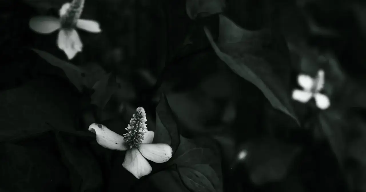 Un primo piano in bianco e nero di un fiore delicato, con petali bianchi e un centro a forma di spiga. Altri fiori sfocati e foglie scure creano un'atmosfera suggestiva, perfetta per fotografare i fiori.