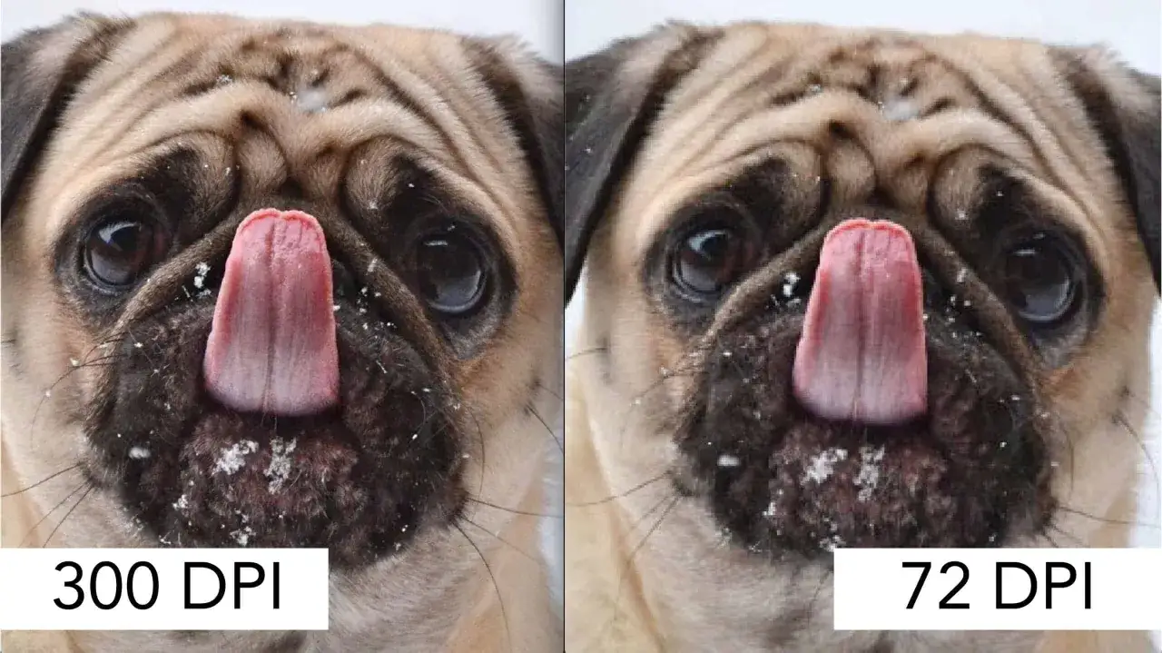 Due carlini con la lingua fuori, uno con dimensioni immagini pixel a 300 DPI, l'altro a 72 DPI.
