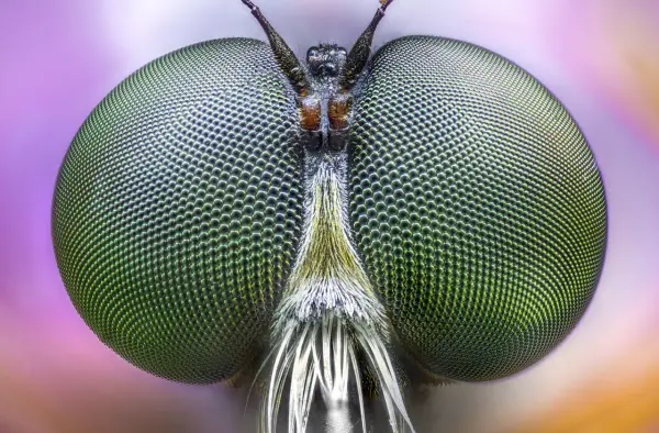 Occhi verdi di mosca, dettagliati grazie al focus stacking, rivelano un mondo di sfaccettature.
